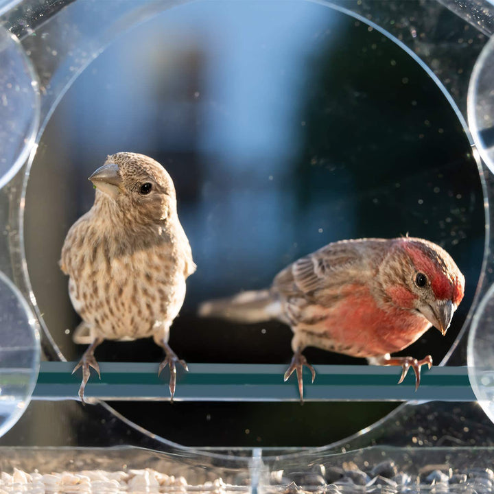 Hanging Transparent Acrylic Organic Bird Feeder