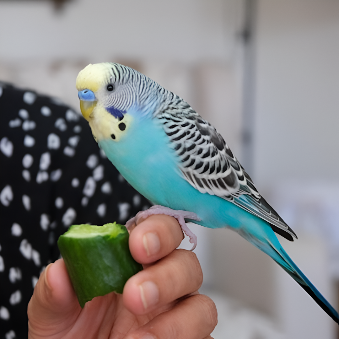 Caring for Small Pets & Birds: Essentials You Need