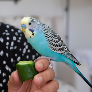Caring for Small Pets & Birds: Essentials You Need