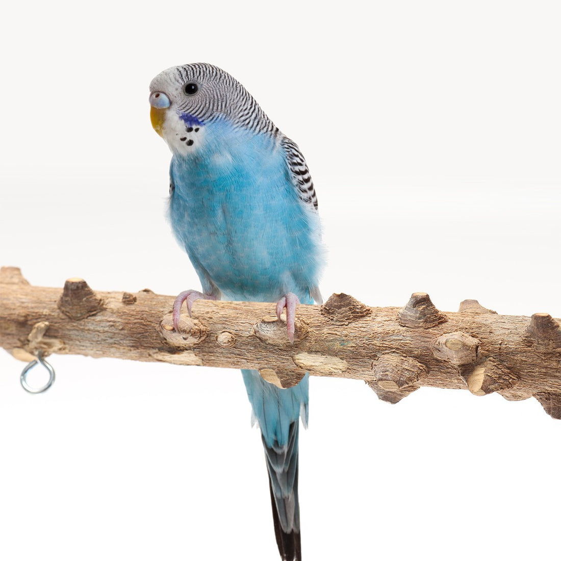 Bird Playground Interactive Stand Pole
